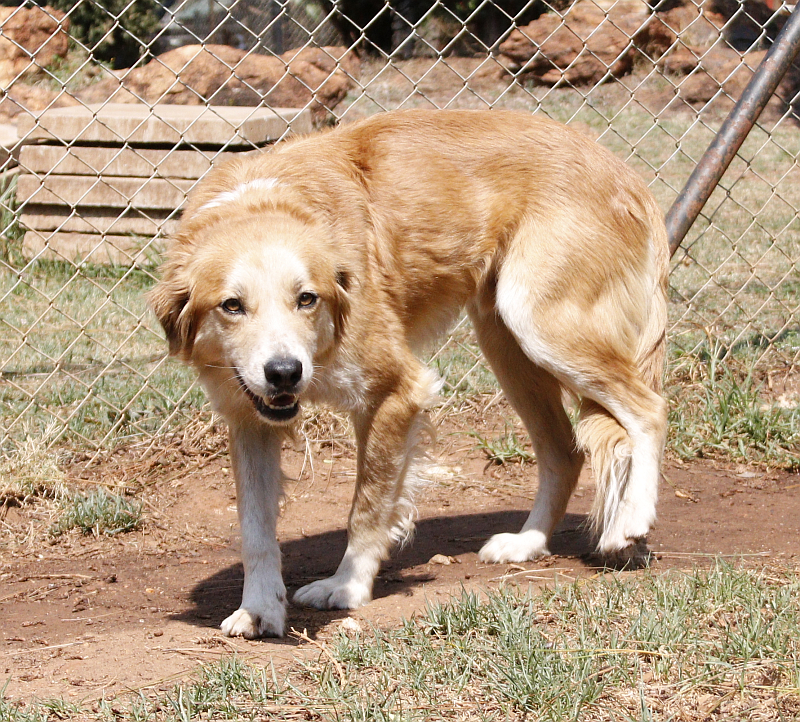 Gwyn , a border collie available for adoption