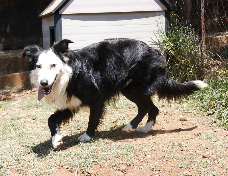 Harvey, a border collie available for adoption