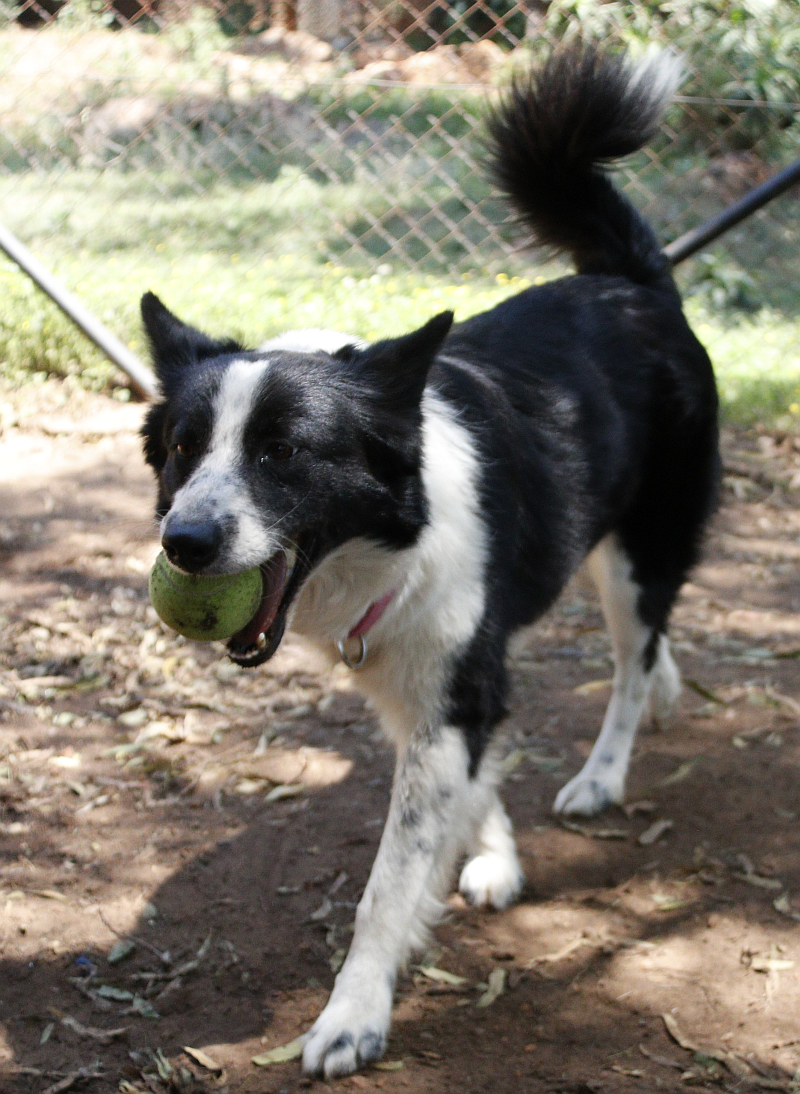 Lexi, a border collie available for adoption