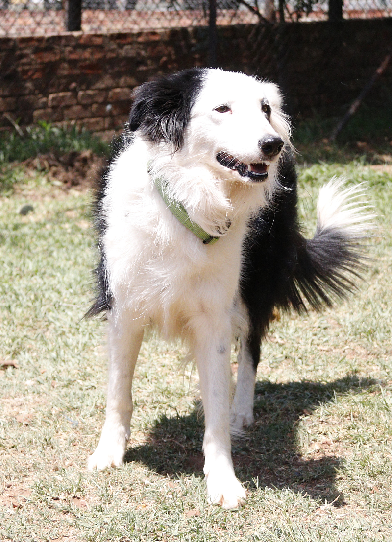 Snoekie, a border collie available for adoption